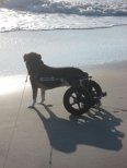 Crippled dog