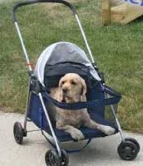 crippled dog5