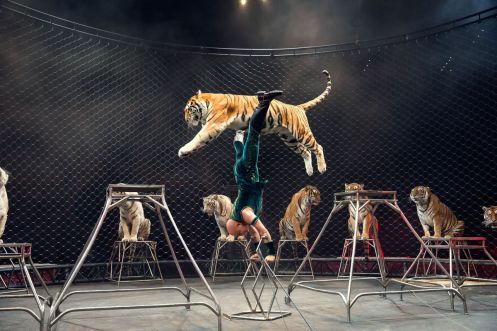 circus-cat-act